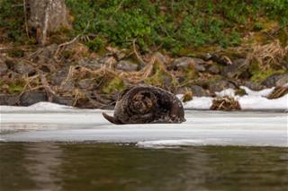 Seal on the ice in Linnansaari NP in May